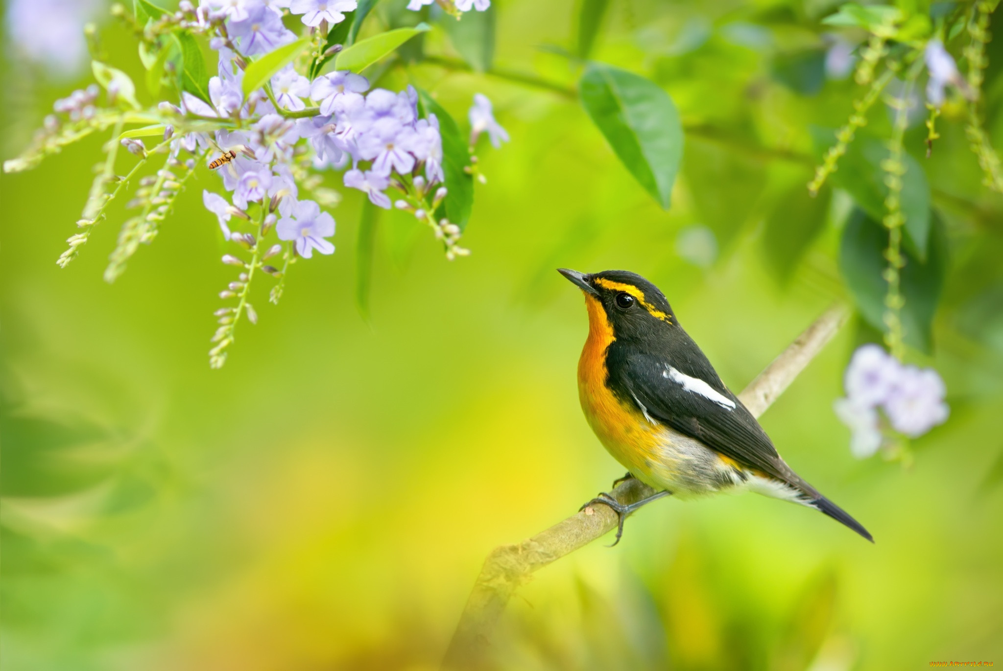 The bird. Весенние птицы. Весна птички. Фон природа птицы. Птица на ветке.